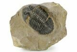 Detailed Hollardops Trilobite - Foum Zguid, Morocco #363170-1